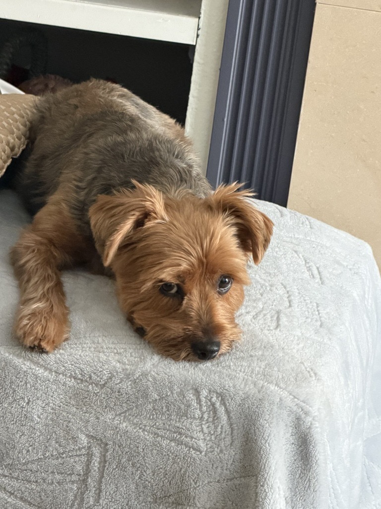 Yorkshire Terrier puppy resting on a bed