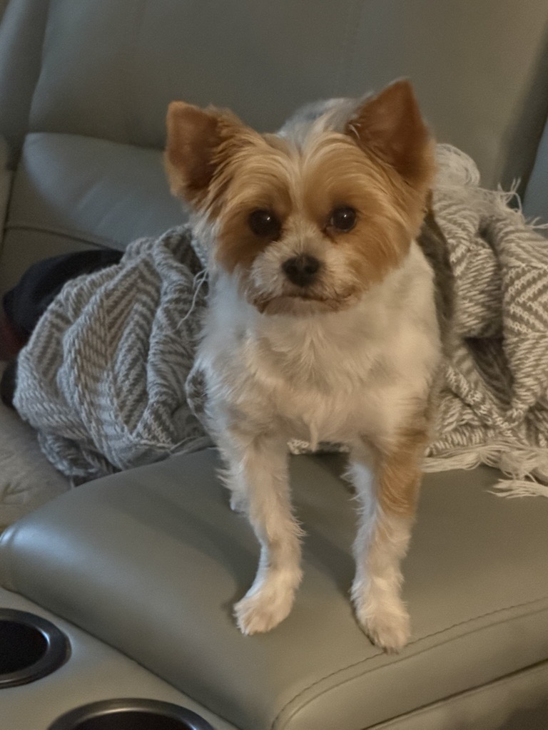 Small fringe-eared dog sitting on a recliner