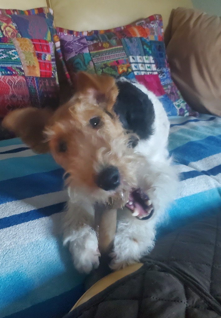 Wire Fox Terrier playing with a toy on a striped blanket