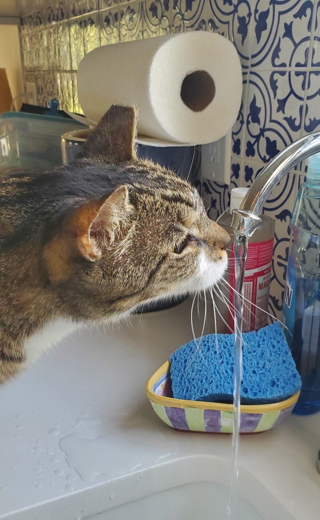Tabby cat drinking from a running kitchen faucet