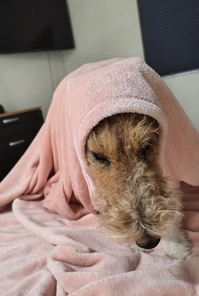 Wire Fox Terrier puppy wrapped up in a pink towel