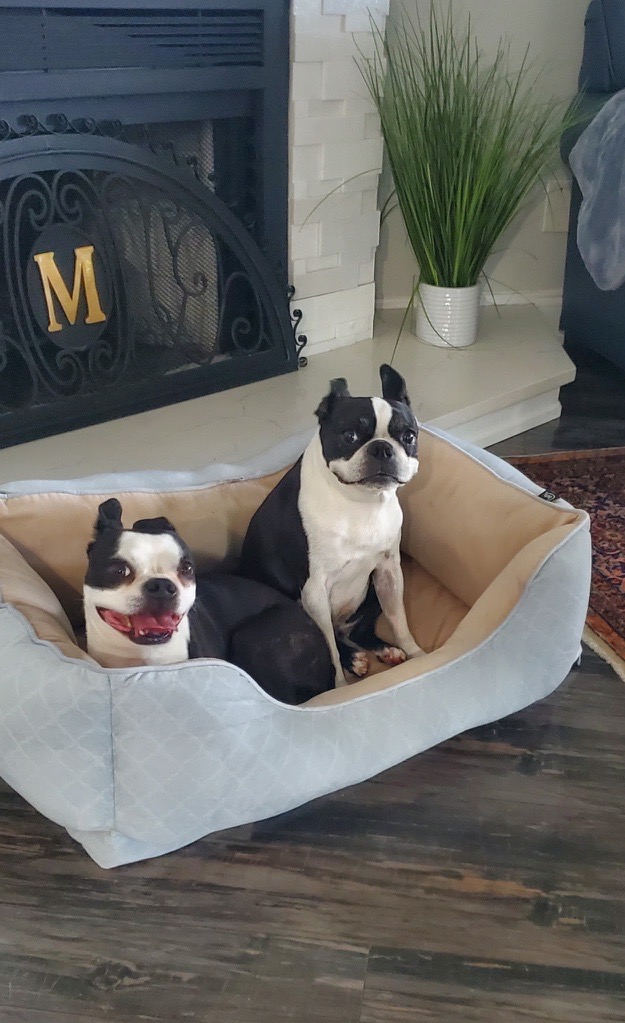Two Boston Terriers sharing a dog bed by the fireplace