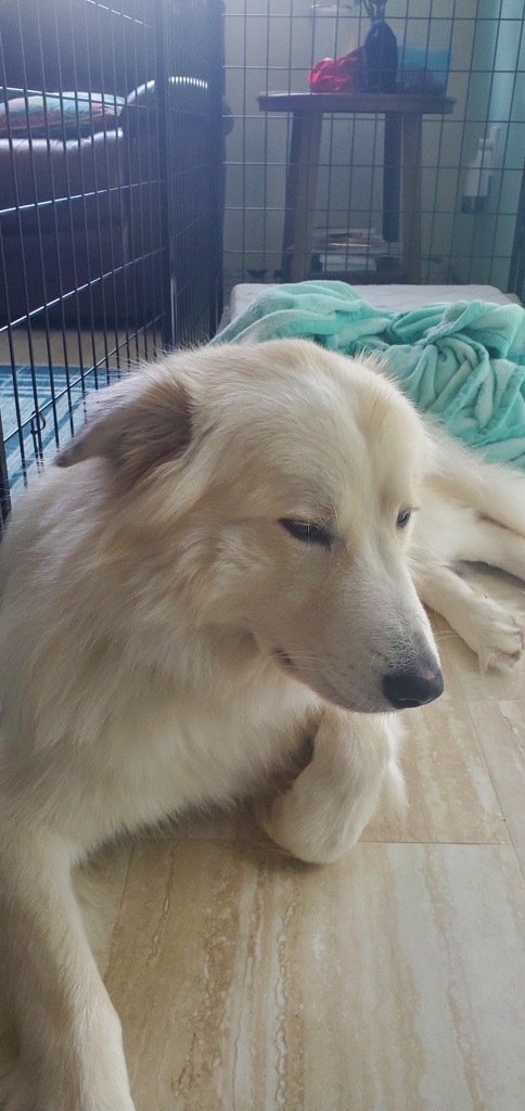 Great Pyrenees resting in an open crate