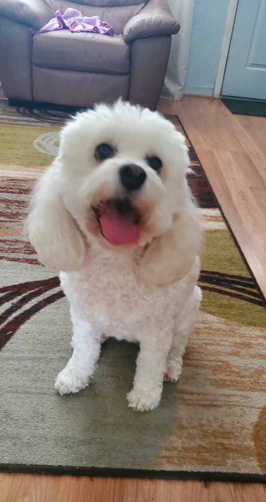 White Bichon Frise sitting on a rug with tongue out