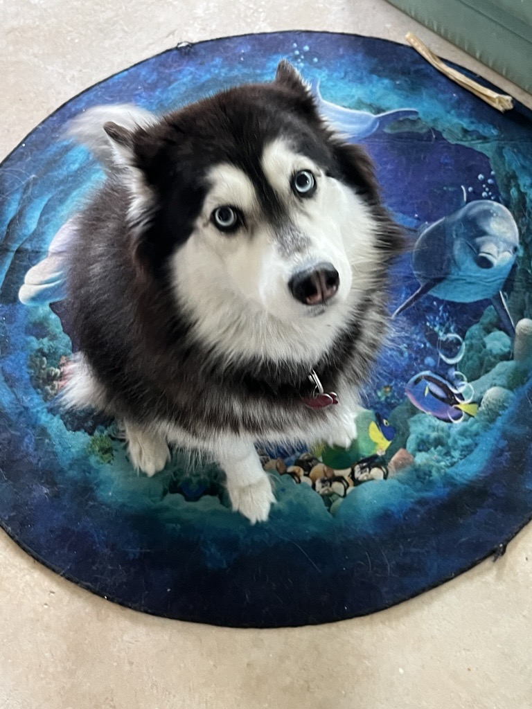 Alaskan Malamute sitting on a round ocean-print rug