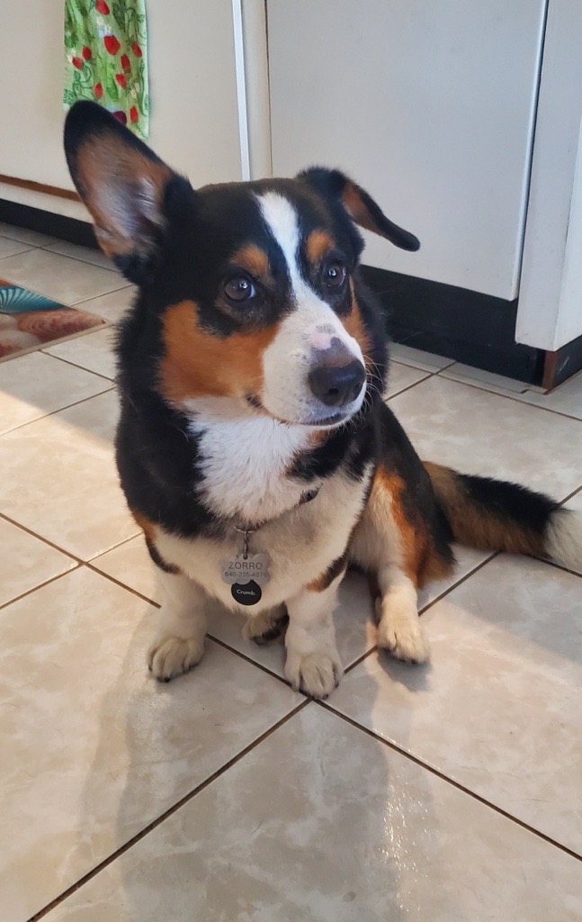 Pembroke Welsh Corgi sitting on a kitchen floor