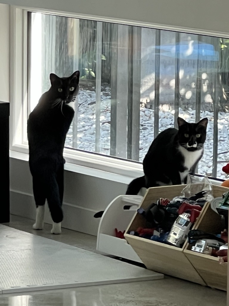 Two tuxedo cats watching from a window