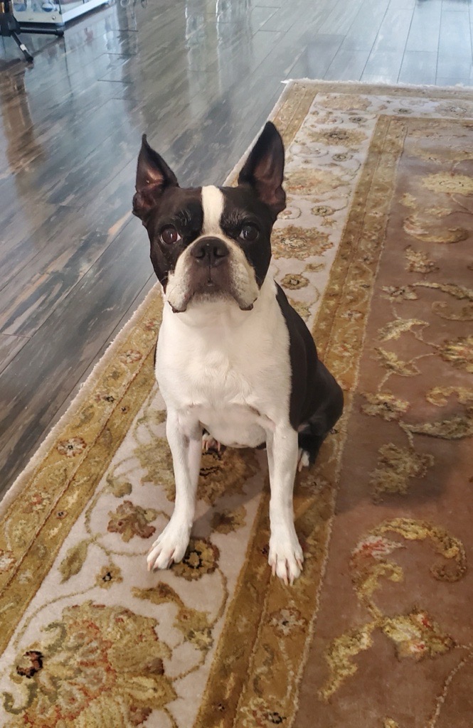 Boston Terrier sitting on a patterned runner rug