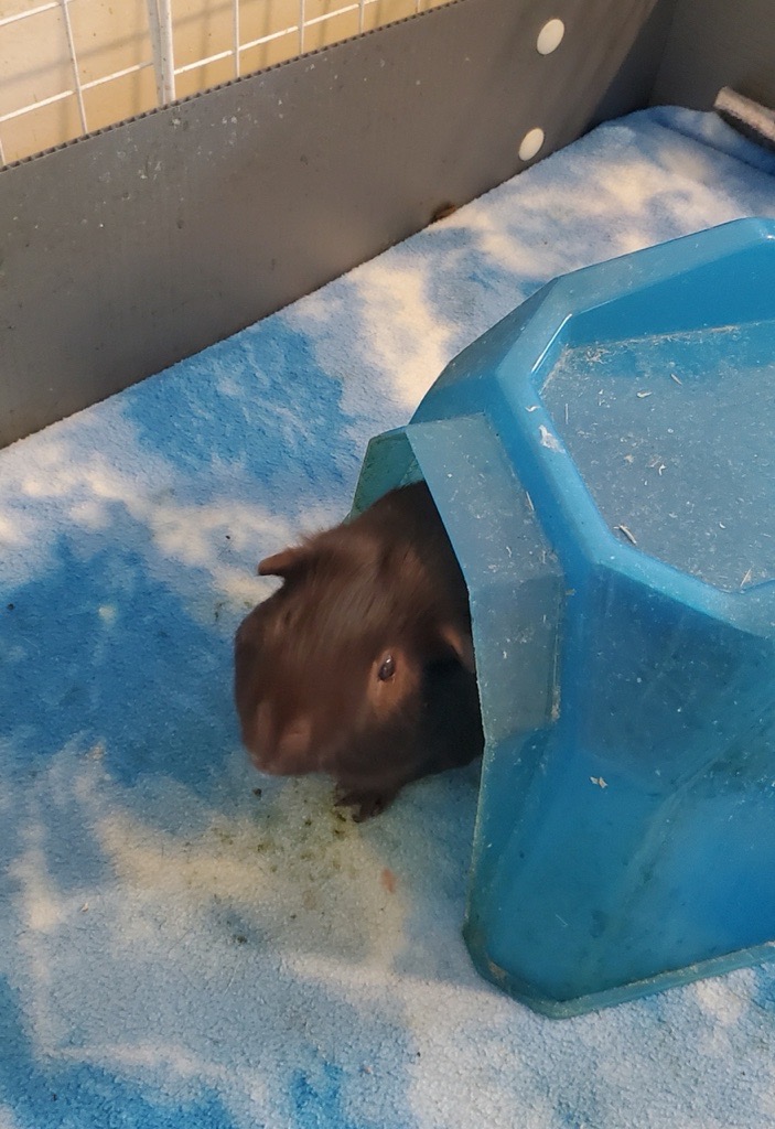 Guinea pig peeking out of a blue igloo hideout