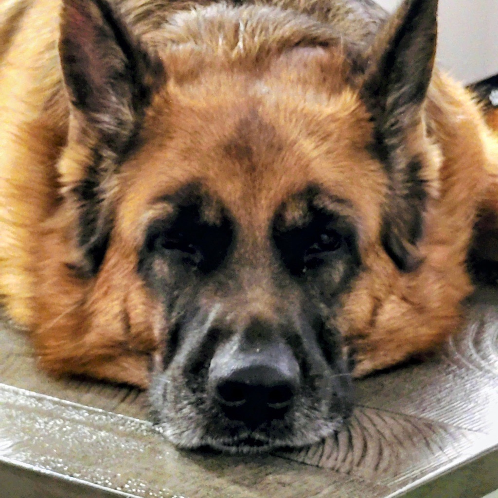 German Shepherd resting its head on a table