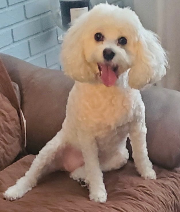 White Toy Poodle sitting on a couch with tongue out