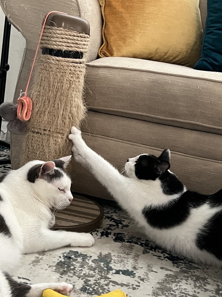 Two tuxedo cats playing near a scratching post