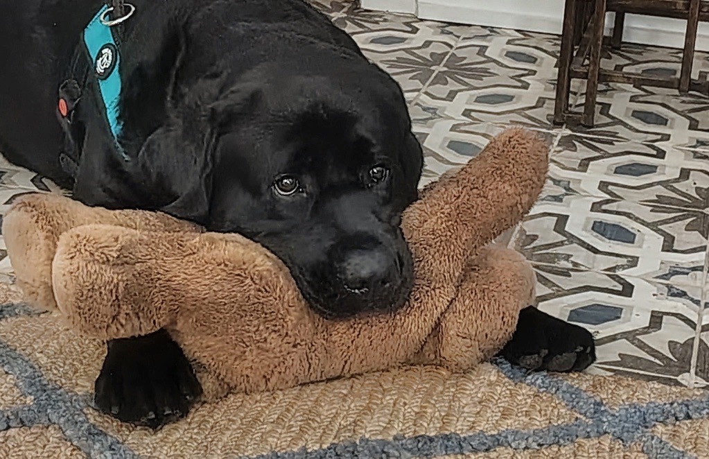 Black Labrador Retriever chewing a stuffed toy