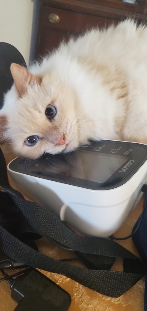 Cream Ragdoll cat resting near a blood pressure monitor