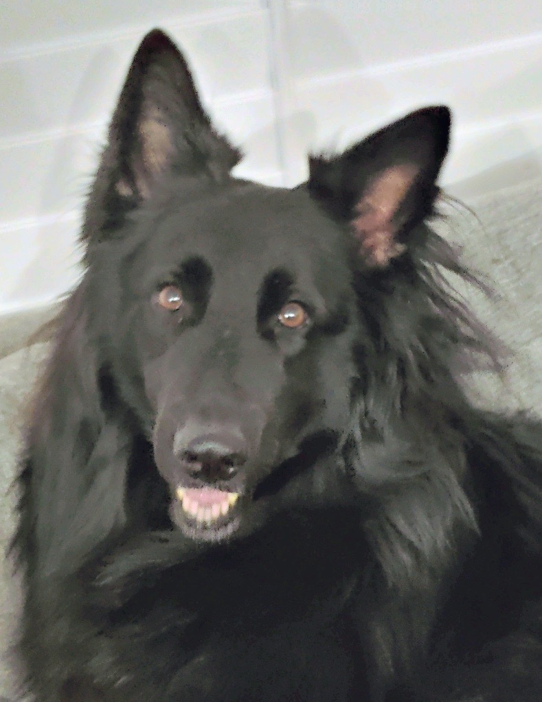 Belgian Sheepdog looking at the camera indoors