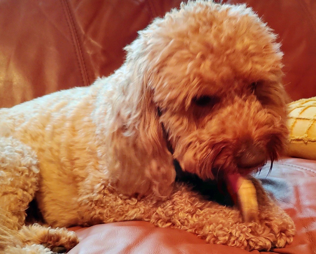 Apricot Cockapoo chewing a treat on a leather couch