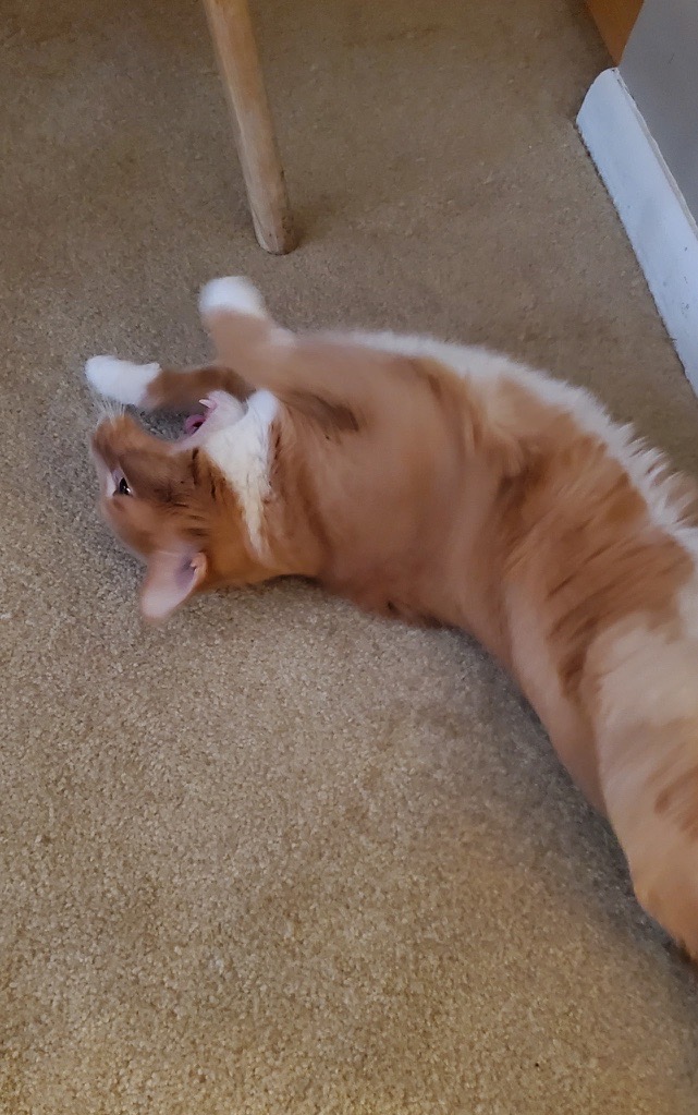 Orange tabby cat rolling playfully on the carpet