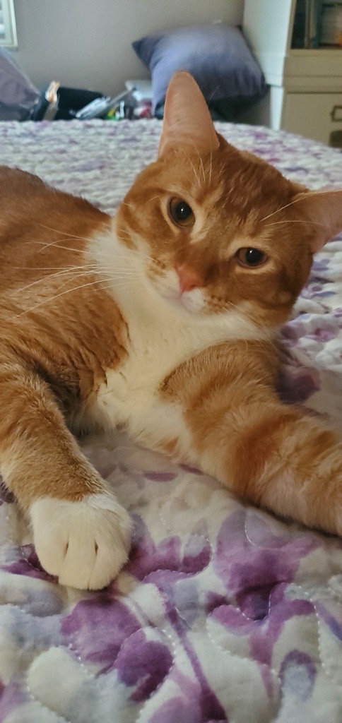 Orange tabby cat relaxing on a floral blanket