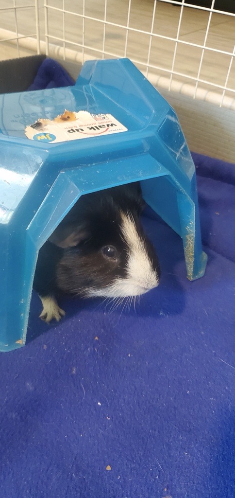 Black and white guinea pig peeking out of a blue hideout