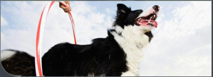 Border Collie mid-training, jumping up energetically outdoors