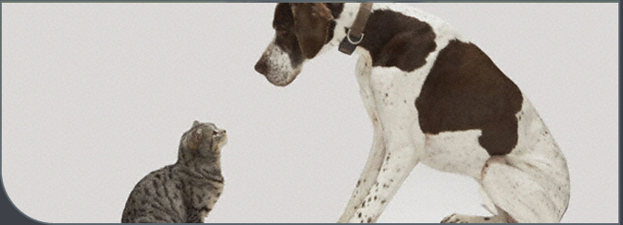 A dog and cat meeting face to face