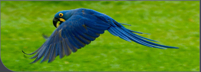 A hyacinth macaw in flight over green grass