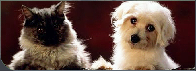 A fluffy black cat and a white dog sitting side by side