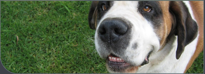 Gentle close-up of a large dog's face on the grass