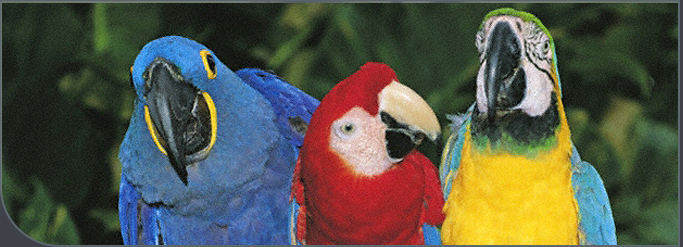 Three colorful macaws together