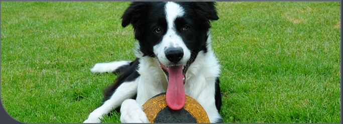 Happy Border Collie relaxing in the grass with a disc