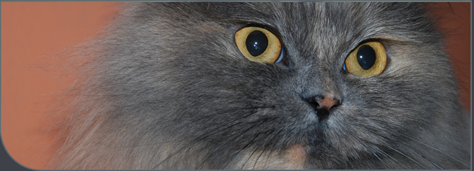 Close-up portrait of a fluffy gray cat