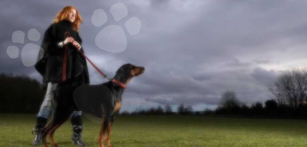 Pet sitter with a dog outdoors in Tampa Bay